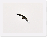 merikotka_White-tailed Eagle_1375b * 800 x 600 * (153KB)